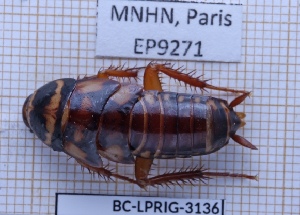  ( - BC-LPRIG-3136)  @11 [ ] CC-By (2025) Rodolphe Rougerie MNHN
