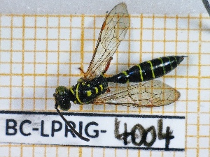  (Myzinum haemorrhoidalis - BC-LPRIG-4004)  @11 [ ] CC-By (2025) Rodolphe Rougerie MNHN