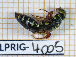  ( - BC-LPRIG-4005)  @11 [ ] CC-By (2025) Rodolphe Rougerie MNHN