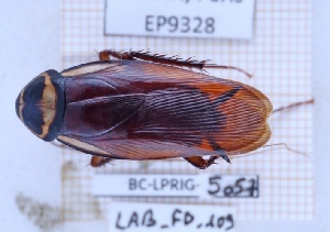  ( - BC-LPRIG-5057)  @11 [ ] CC-By (2025) Rodolphe Rougerie MNHN