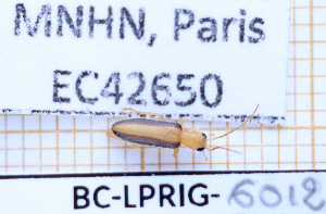  ( - BC-LPRIG-6012)  @11 [ ] CC-By (2025) Rodolphe Rougerie MNHN