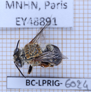  ( - BC-LPRIG-6024)  @11 [ ] CC-By (2025) Rodolphe Rougerie MNHN