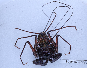  (Phrynus goesii - BC-LPRIG-6028)  @11 [ ] CC-By (2025) Rodolphe Rougerie MNHN