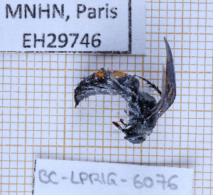  ( - BC-LPRIG-6076)  @11 [ ] CC-By (2025) Rodolphe Rougerie MNHN