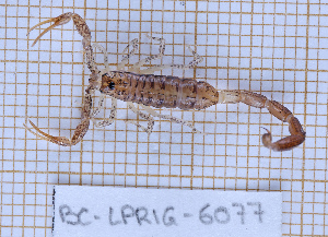  ( - BC-LPRIG-6077)  @11 [ ] CC-By (2025) Rodolphe Rougerie MNHN