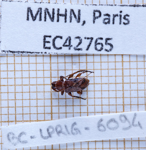  (Styloleptoides - BC-LPRIG-6094)  @11 [ ] CC-By (2025) Rodolphe Rougerie MNHN