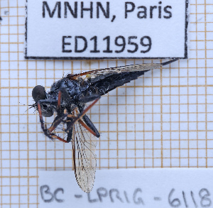  (Efferia nigrimystaceus - BC-LPRIG-6118)  @11 [ ] CC-By (2025) Rodolphe Rougerie MNHN