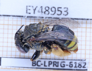  ( - BC-LPRIG-6182)  @11 [ ] CC-By (2025) Rodolphe Rougerie MNHN