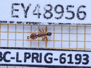  ( - BC-LPRIG-6193)  @11 [ ] CC-By (2025) Rodolphe Rougerie MNHN