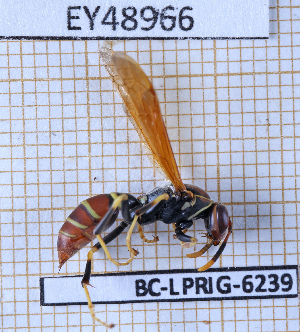  (Polistes crinitus - BC-LPRIG-6239)  @11 [ ] CC-By (2025) Rodolphe Rougerie MNHN