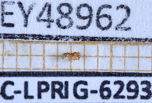  ( - BC-LPRIG-6293)  @11 [ ] CC-By (2025) Rodolphe Rougerie MNHN