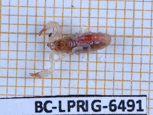  (Oiclus - BC-LPRIG-6491)  @11 [ ] CC-By (2025) Rodolphe Rougerie MNHN