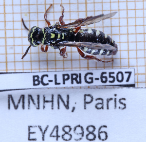  ( - BC-LPRIG-6507)  @11 [ ] CC-By (2025) Rodolphe Rougerie MNHN