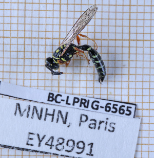  ( - BC-LPRIG-6565)  @11 [ ] CC-By (2025) Rodolphe Rougerie MNHN