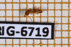  ( - BC-LPRIG-6719)  @11 [ ] CC-By (2025) Rodolphe Rougerie MNHN