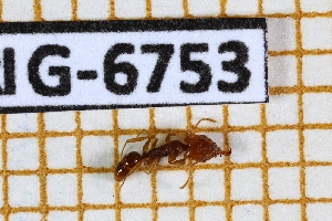  ( - BC-LPRIG-6753)  @11 [ ] CC-By (2025) Rodolphe Rougerie MNHN