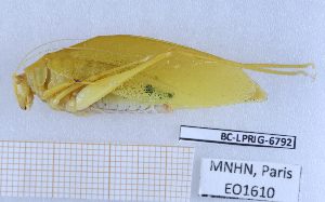  ( - BC-LPRIG-6792)  @11 [ ] CC-By (2025) Rodolphe Rougerie MNHN
