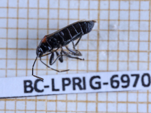  ( - BC-LPRIG-6970)  @11 [ ] CC-By (2025) Rodolphe Rougerie MNHN
