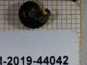  (Neritopsina - MNHN-IM-2019-44042)  @11 [ ] CC-By (2025) Olivier Gargominy MNHN