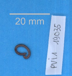  (Pseudonannolenidae - 19035-PVI)  @11 [ ] Creative Commons (2025) Mathieu Coulis Research Collection of Mathieu Coulis