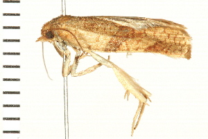  ( - 08BBLEP-01784)  @12 [ ] CreativeCommons - Attribution (2008) CBG Photography Group Centre for Biodiversity Genomics