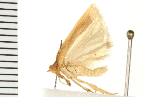  ( - 08BBLEP-00766)  @12 [ ] CreativeCommons - Attribution (2008) CBG Photography Group Centre for Biodiversity Genomics