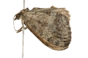  ( - 08BBLEP-00537)  @13 [ ] CreativeCommons - Attribution (2009) CBG Photography Group Centre for Biodiversity Genomics