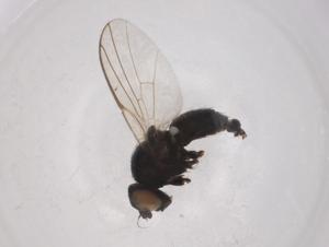  (Agromyza ambigua - CBG-A00430-A09)  @11 [ ] CreativeCommons - Attribution Share - Alike (2023) Centre for Biodiversity Genomics Centre for Biodiversity Genomics