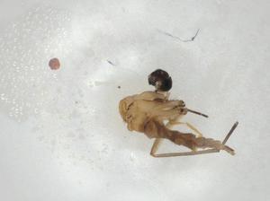  (Austrosciara lutea - CBG-A00435-B07)  @11 [ ] CreativeCommons - Attribution Share - Alike (2023) Centre for Biodiversity Genomics Centre for Biodiversity Genomics