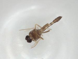  (Forcipomyia sp. 10 - CBG-A00435-D05)  @11 [ ] CreativeCommons - Attribution Share - Alike (2023) Centre for Biodiversity Genomics Centre for Biodiversity Genomics