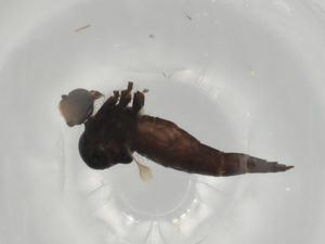  ( - BIOUG77250-D03)  @11 [ ] CreativeCommons - Attribution (2022) Centre for Biodiversity Genomics Centre for Biodiversity Genomics