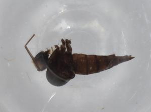  ( - BIOUG77252-G11)  @11 [ ] CreativeCommons - Attribution (2022) Centre for Biodiversity Genomics Centre for Biodiversity Genomics