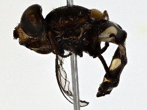  ( - BIOUG79407-H03)  @11 [ ] CreativeCommons - Attribution (2022) CBG Photography Group Centre for Biodiversity Genomics