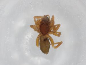  ( - BIOUG76356-F04)  @11 [ ] CreativeCommons - Attribution (2022) Centre for Biodiversity Genomics Centre for Biodiversity Genomics