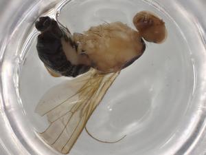  ( - BIOUG76329-E01)  @11 [ ] CreativeCommons - Attribution (2022) Centre for Biodiversity Genomics Centre for Biodiversity Genomics