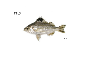  ( - TTL3_Lpu)  @11 [ ] Unspecified (default): All Rights Reserved  Unspecified Unspecified