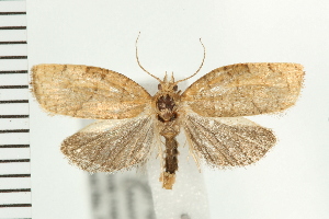  ( - PFC-2006-2448)  @14 [ ] CreativeCommons - Attribution (2009) CBG Photography Group Centre for Biodiversity Genomics