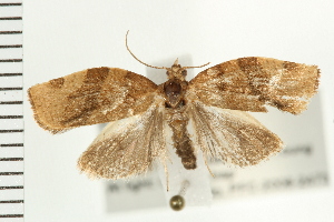  ( - PFC-2006-2473)  @14 [ ] CreativeCommons - Attribution (2009) CBG Photography Group Centre for Biodiversity Genomics