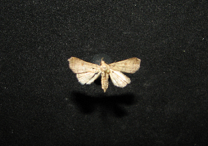  ( - MAL-00588)  @12 [ ] Unspecified (default): All Rights Reserved  Unspecified Unspecified