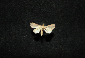  ( - MAL-00588)  @12 [ ] Unspecified (default): All Rights Reserved  Unspecified Unspecified