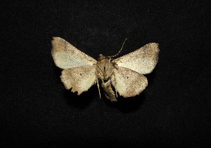  ( - MAL-00727)  @13 [ ] Unspecified (default): All Rights Reserved  Unspecified Unspecified