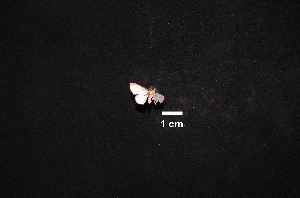  ( - MAL-01029)  @12 [ ] Unspecified (default): All Rights Reserved  Unspecified Unspecified