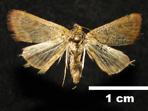  ( - MAL-01143)  @12 [ ] Unspecified (default): All Rights Reserved  Unspecified Unspecified