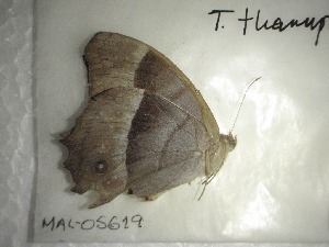  ( - MAL-05619)  @12 [ ] Copyright (2013) Unspecified Unspecified