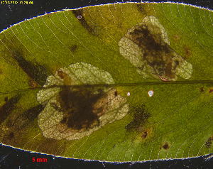  ( - RMNH.INS.31326)  @11 [ ] CreativeCommons  Attribution Non-Commercial Share-Alike (2018) Erik J. van Nieukerken-Naturalis Naturalis Biodiversity Center