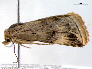  ( - BIOUG06232-D04)  @12 [ ] CreativeCommons - Attribution (2013) CBG Photography Group Centre for Biodiversity Genomics