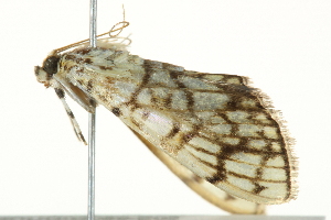  ( - BIOUG02069-E02)  @12 [ ] CreativeCommons - Attribution (2012) CBG Photography Group Centre for Biodiversity Genomics