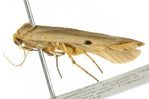  (Archithosia - BIOUG02082-F10)  @14 [ ] CreativeCommons - Attribution (2012) CBG Photography Group Centre for Biodiversity Genomics