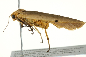  (Archithosia - BIOUG02084-E02)  @14 [ ] CreativeCommons - Attribution (2012) CBG Photography Group Centre for Biodiversity Genomics