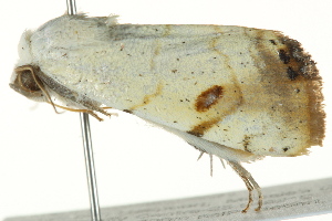  ( - BIOUG02084-G01)  @12 [ ] CreativeCommons - Attribution (2012) CBG Photography Group Centre for Biodiversity Genomics